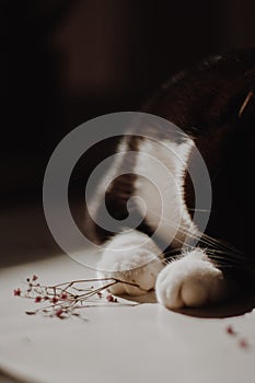 Close-up of a black cat`s white paws on a white table with pink summer broken flowers