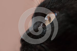 Close-up of a black cat`s yellow eye and nose