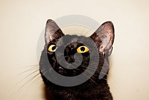 Close-up of a black cat snout photo