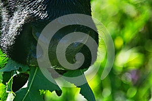 Close-up of a black chewing cow`s face