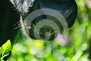 Close-up of a black chewing cow`s face photo