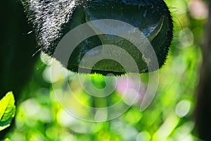 Close-up of a black chewing cow`s face