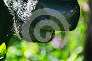 Close-up of a black chewing cow`s face photo