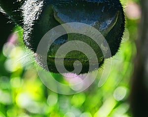 Close-up of a black chewing cow`s face photo