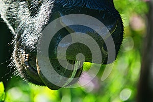 Close-up of a black chewing cow`s face