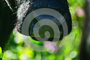 Close-up of a black chewing cow`s face photo