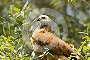 Close up of a Black-collared hawk perched in a tree