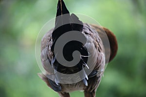 Close up of the black colored feathers from the tail from behind