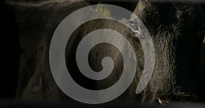 Close up of black cow on cattle ranch