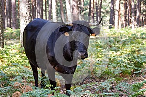 Black cow from Valsain, Segovia free in nature looking at the camera. Close up photo