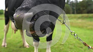 Close-up of black cow nose. Very close view of funny head of a cow chewing grass in a pasture. Muzzle animal closeup