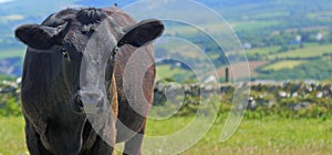 Close up of a black cow in scenic countryside