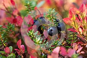 Close-up of Black crowberries in the middle of colorful autumn leaves