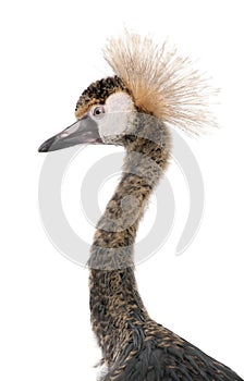 Close-up of Black Crowned Crane, Balearica pavonina pavonina, 6 months old