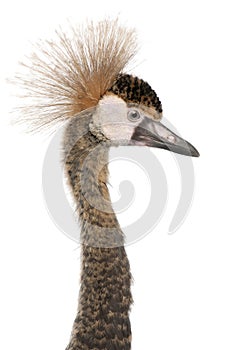 Close-up of Black Crowned Crane, Balearica pavonina pavonina, 6 months old