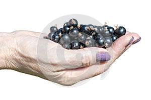 Close-up of black currant berries in the hand