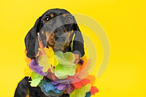 A close-up of a black dachshund dog on a vibrant yellow background, wearing a colorful Hawaiian lei, eagerly preparing