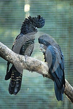 Close up black and dark blue Cockatoo birds.