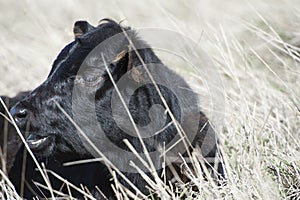 Close up of Black Dexter Cow head, considered a rare breed, sitting down