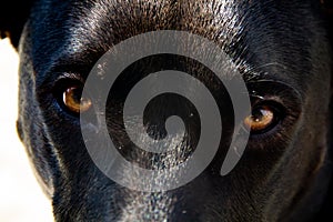 Close-up of black dog with brown eyes