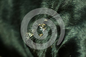 Close up of black dog ear with wound attacked by swarm of flies, selective focus.