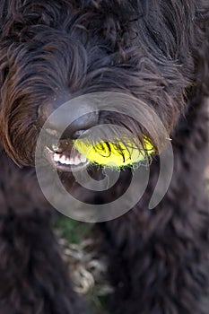 Close up of black dog holding yellow tennis ball in mouth