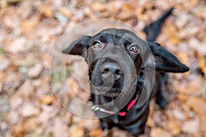 Close up of black dog outside, sunny autumn forest