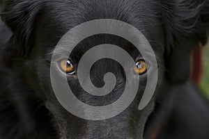 Close up of black dog's eyes, wallpaper