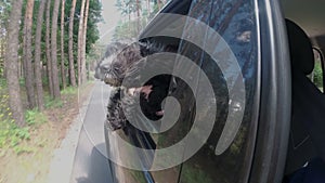 Close-up, a black dog's muzzle leans out of the window of a car driving in the woods and looks around on a sunny day