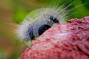 Close-up Black Eupterote testacea Walker hang on the tree