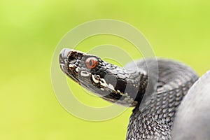 Close up of black european common viper