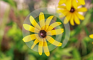 Close-up of a Black-eyed Susan Coneflower