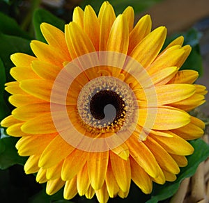 Close up of a black eyed susan daisy flower in my backyard garden