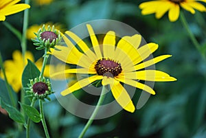 Close up of a black eyed susan daisy flower in my backyard garden