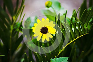 Close up of a black-eyed Susan flower