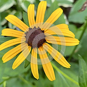 Close-up of Black-eyed Susan Flower, Rudbeckia Fulgida