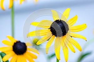 Close up of black eyed Susan & x28;Rudbeckia hirta& x29;