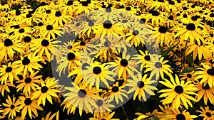 Close up of Black Eyed Susan - Rudbeckia Hirta flowers