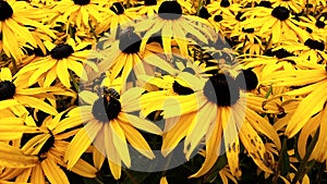 Close up of Black Eyed Susan - Rudbeckia Hirta flowers