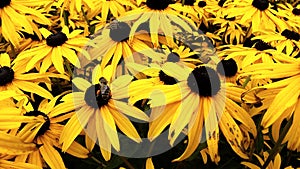 Close up of Black Eyed Susan - Rudbeckia Hirta flowers