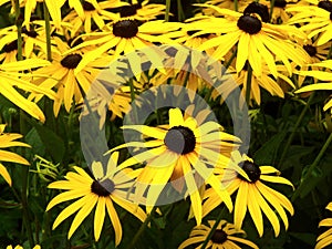 Close up of Black Eyed Susan - Rudbeckia Hirta flowers