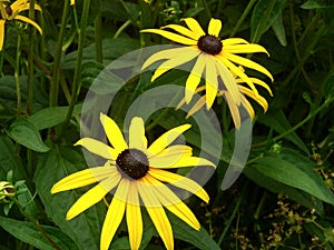 Close up of Black Eyed Susan - Rudbeckia Hirta flowers