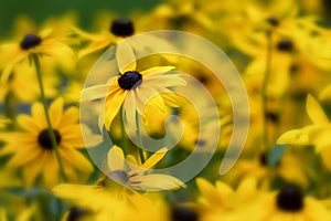 Close up of Black Eyed Susans