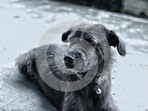 Close up black face dog feeling down and lonely, itâ€™s waiting for owner with hopeful, beautiful hairy dog, the eyes concentrate.