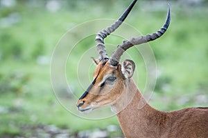 Close up of a Black-faced impala.