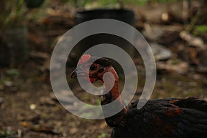 Close up of a black feathered hen without feathers on the neck