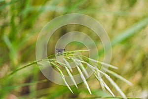 Close-up of black fly on green grass blade - blurred foliage background - peaceful natural mood