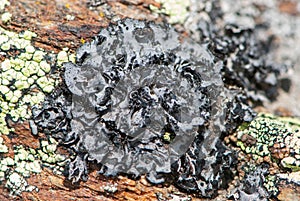 Close-up black foliose lichen and yellow map lichen on rock in mountains