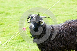 Close-up of a black goat in the farm