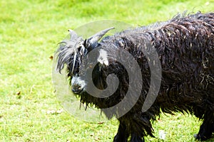 Close-up of a black goat in the farm